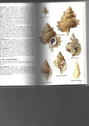 LES COUQUILLAGES MARINS du monde en couleurs