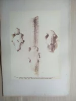 FOTO J.LAURENT MADRID, (aunque no lo pone) 33x 46 cm,, 99 , 531 tetiere de cheval de Philipe II , 534.... pegada en carton