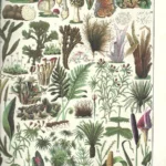 2 lamina BOTANICA, prox 1910 hongos, cactus, monocotiledoneas, dicotiledoneas, 23x32 cm doblado por la mitad