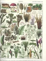 2 lamina BOTANICA, prox 1910 hongos, cactus, monocotiledoneas, dicotiledoneas, 23x32 cm doblado por la mitad