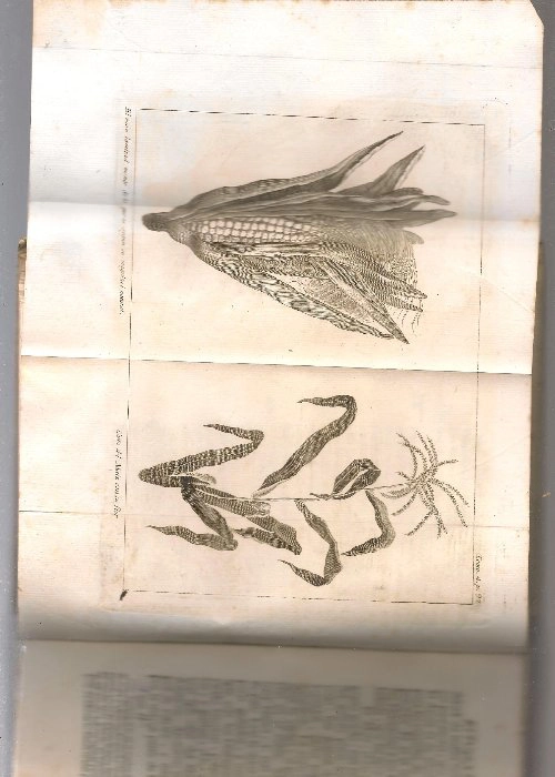 ESPECTACULO DE LA NATURALEZA o CONVERSACIONES ACERCA DE LAS PARTICULARIDADES DE LA HISTORIA NATURAL, TOMO IV parte segunda