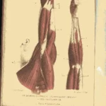 EL CUERPO HUMANO ATLAS DE ANATOMIA con descripción completa de las laminas, incluye vasos, nervios, encefalo, ojos,los aparatos de los sentidos y los organos genitales