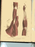 EL CUERPO HUMANO ATLAS DE ANATOMIA con descripción completa de las laminas, incluye vasos, nervios, encefalo, ojos,los aparatos de los sentidos y los organos genitales