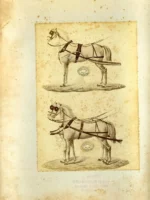 FOTOGRAFIA DEL SIGLO XIX :BOCETO DE TIRO DE CABALLOS, J.MARTI , REAL ACADEMIA DE CIENCIAS Y ARTES, fotografo FRANCISCO MELICH, BARCELONA , PEGADA EN CARTULINA