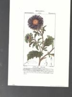 LAMINA BOTANICA, CALLISTEFO, flores, buen estado