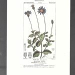 LAMINA BOTANICA, AGATRA celeste , flores, buen estado