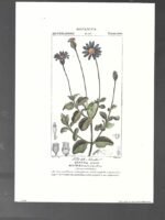 LAMINA BOTANICA, AGATRA celeste , flores, buen estado