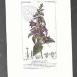 LAMINA BOTANICA, CAMPANULA  , flores, buen estado