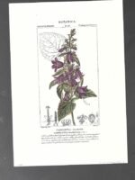 LAMINA BOTANICA, CAMPANULA  , flores, buen estado