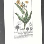 LAMINA BOTANICA, RANUNCOLO lanceolato , flores, buen estado