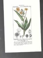 LAMINA BOTANICA, RANUNCOLO lanceolato , flores, buen estado