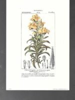 LAMINA BOTANICA, CHEIRANTO giallo , flores, buen estado , 25x 17 cm cartulina