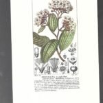 LAMINA BOTANICA, SARCOLENA multiflora , flores, buen estado , 25x 17 cm cartulina