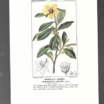 LAMINA BOTANICA, IBBERZIA volubile , flores, buen estado , 25x 17 cm cartulina