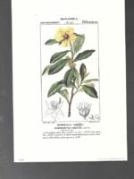 LAMINA BOTANICA, IBBERZIA volubile , flores, buen estado , 25x 17 cm cartulina