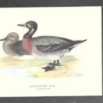 LAMINA PATOS, BIMACULATED DUCK , buen estado , 17x 25 cm cartulina