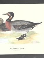 LAMINA PATOS, BIMACULATED DUCK , buen estado , 17x 25 cm cartulina
