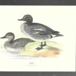 LAMINA PATOS , TEAL, buen estado , 17x 25 cm cartulina