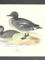 LAMINA PATOS , TEAL, buen estado , 17x 25 cm cartulina