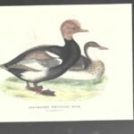 LAMINA PATOS , RED CRESTED DUCK, buen estado , 17x 25 cm cartulina