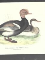 LAMINA PATOS , RED CRESTED DUCK, buen estado , 17x 25 cm cartulina