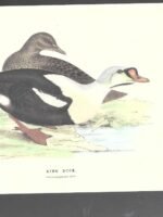 LAMINA PATOS , KING DUCK, buen estado , 17x 25 cm cartulina